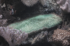 Killikus&reg; Fotographie